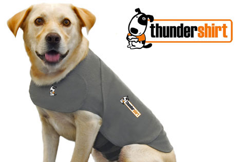 thunder sweater dogs