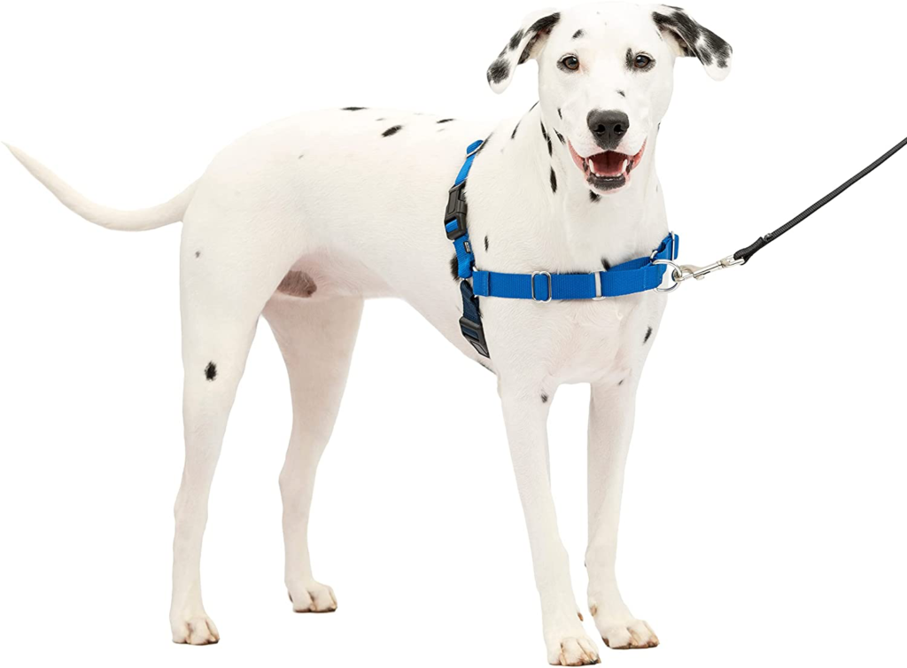 Front clip harness is a dog training supply