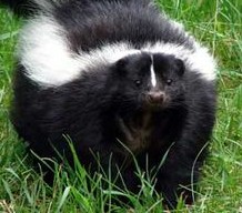 skunk spraying