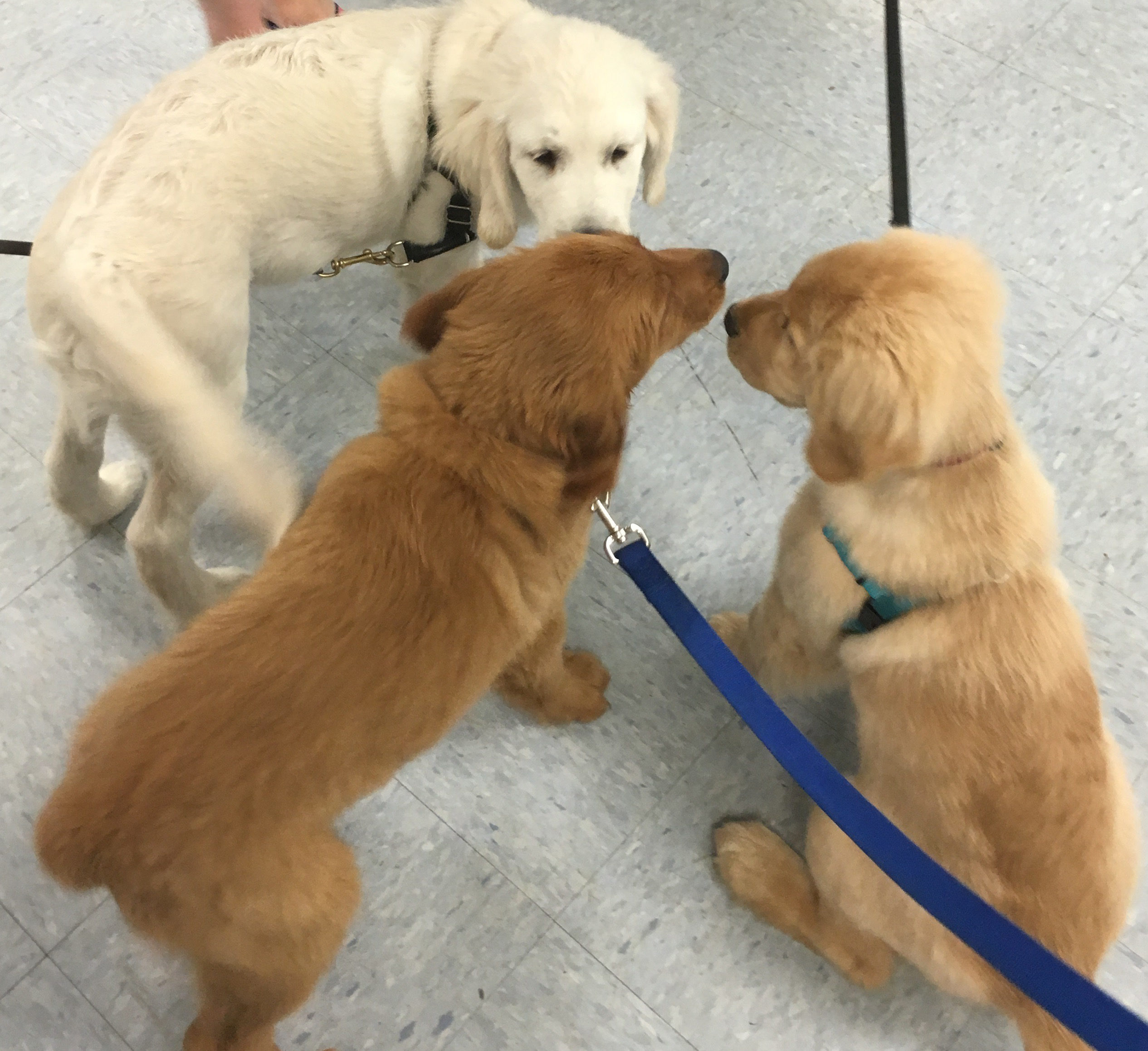 different kinds of golden retrievers