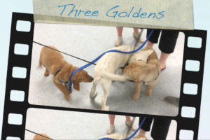 Three Goldens movie thumbnail