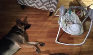 Odin dog preparing for his family's new baby