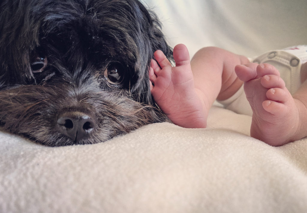 dog and baby safe together