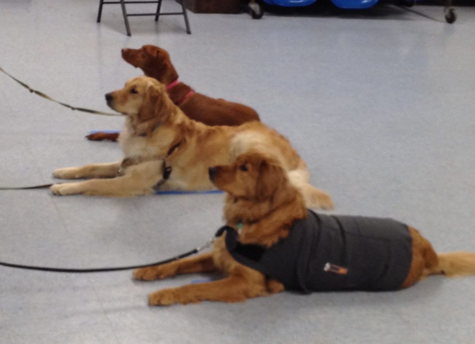 Basic Dog Training for Manners, Behaviors, and Relationships • Three ...