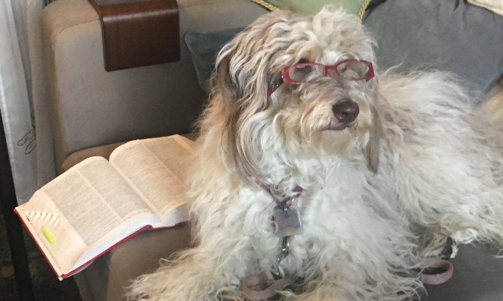 Dog wearing reading classes looking up words in the dictonary