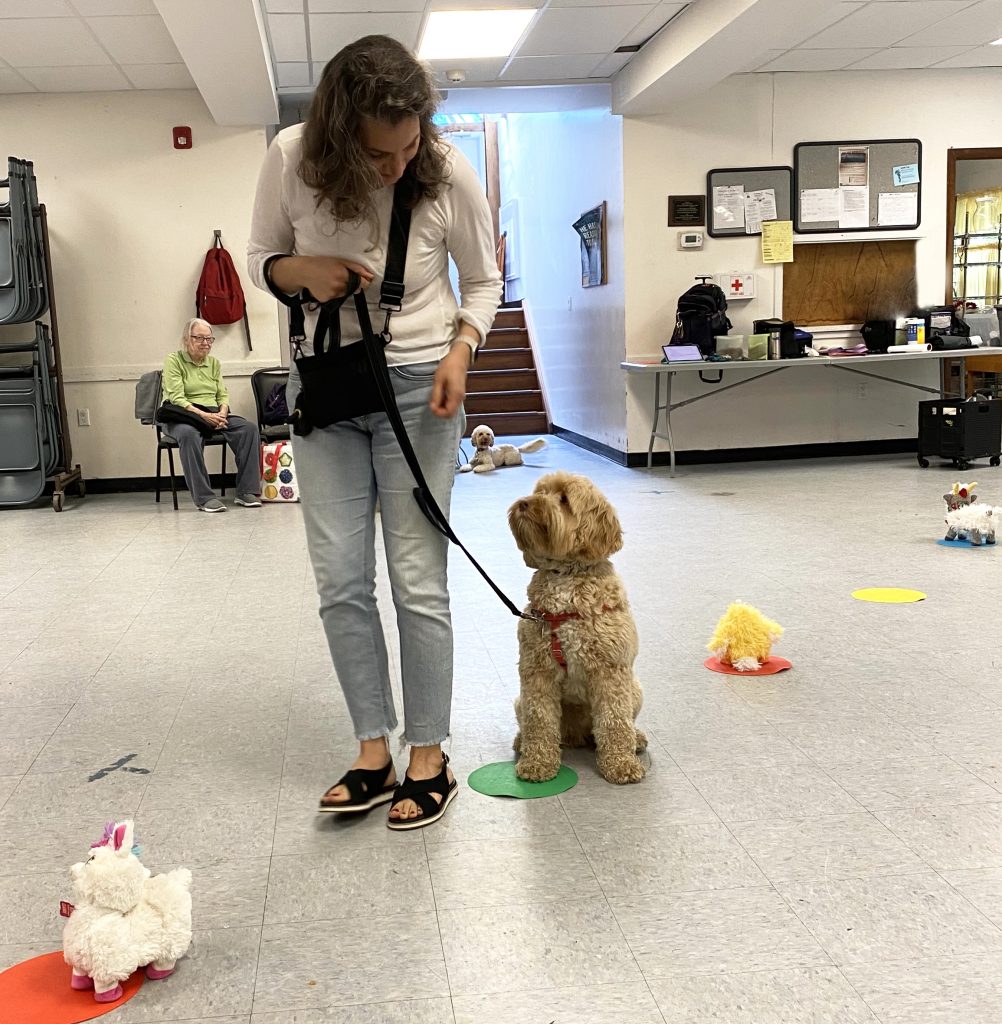 Dog playing dots and gizmos one of the best training game