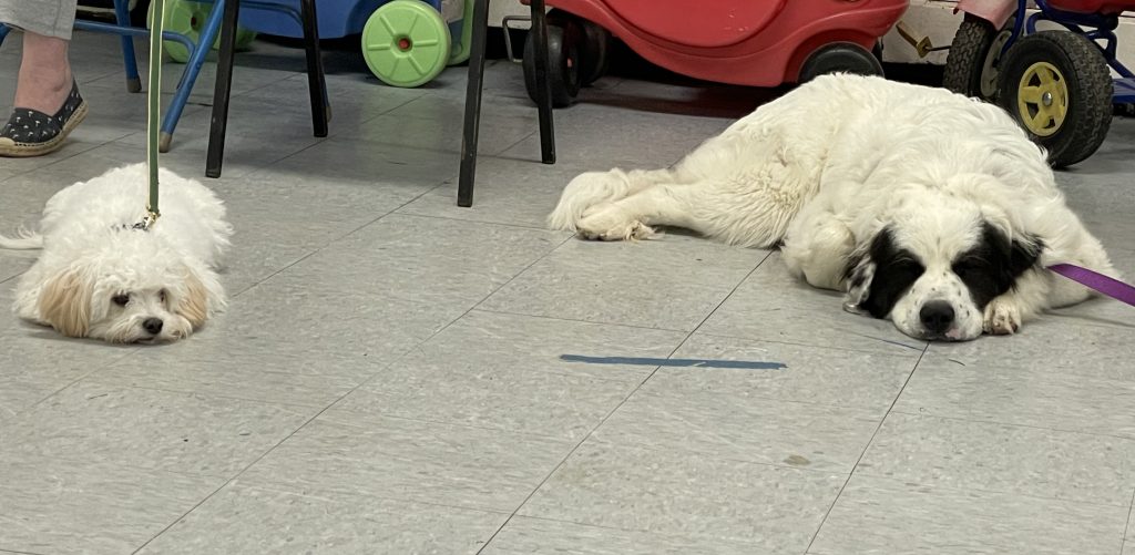 Two dogs settling after doing their best in class.