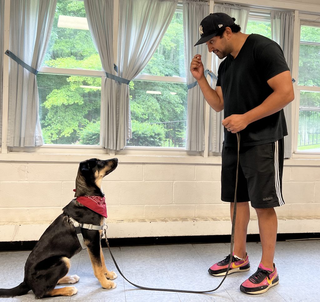 The best dog training sit