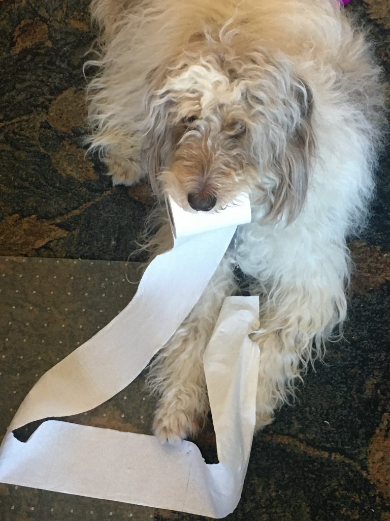 TP is not a dog training supply