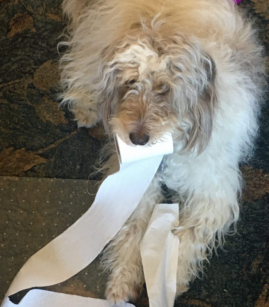 Dog eating toilet paper