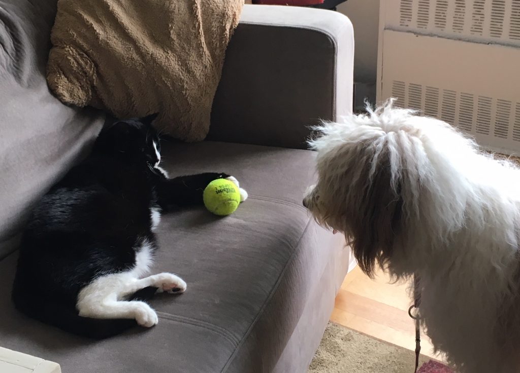 Upcoming Dog Training Classes