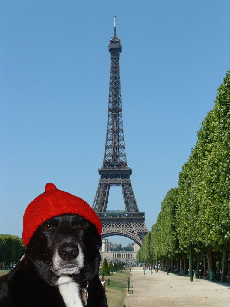 Dog wearing hat in front of Eiffel Tower