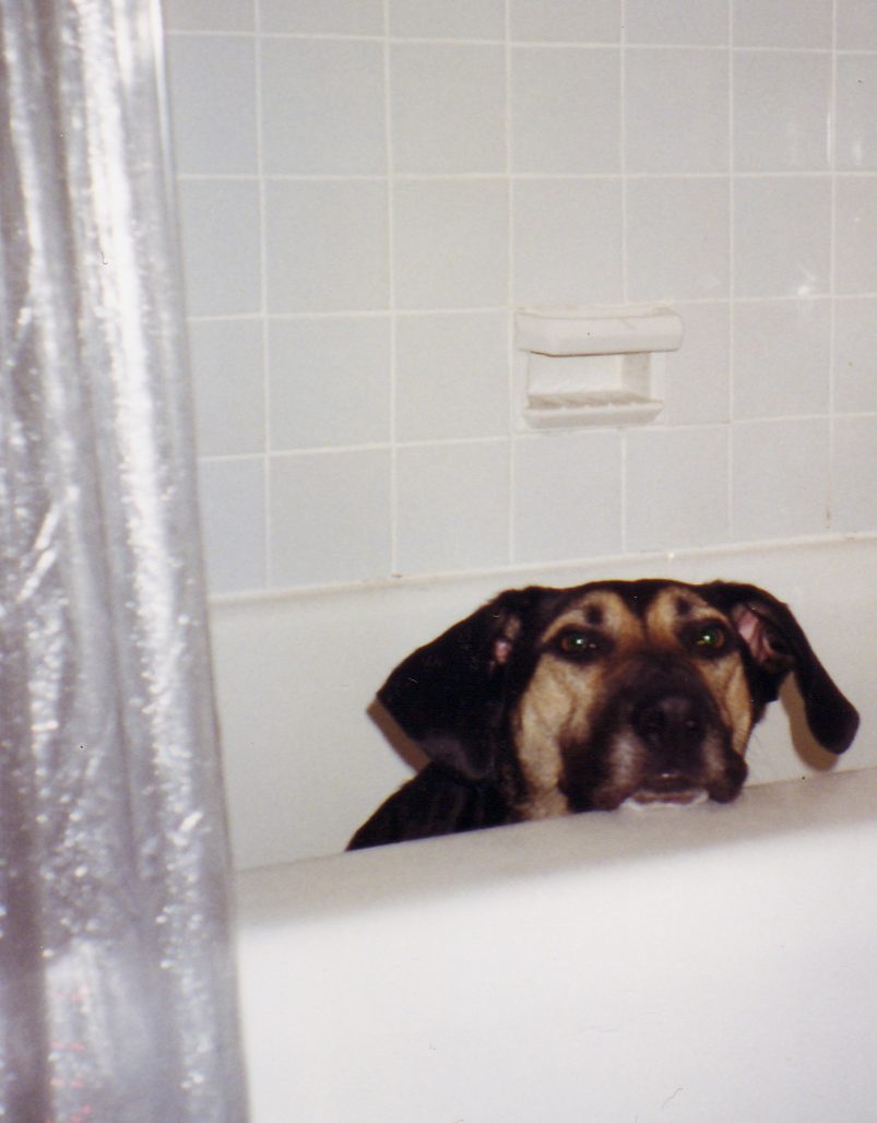 dog in a bathtub after encounters with skunks