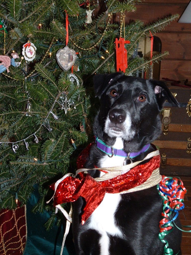 dog wrapped up in holiday ribbon
